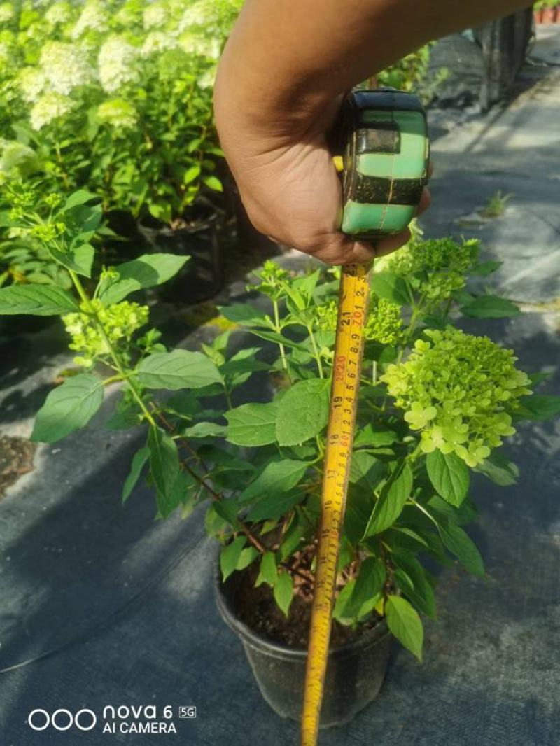 高度70~1米圆锥木绣球