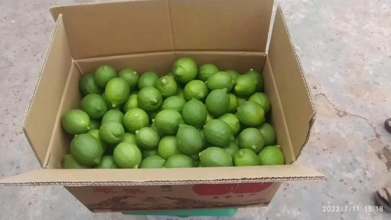 云南青柠檬大量上市电商商超直供皮薄汁多基地采摘直发