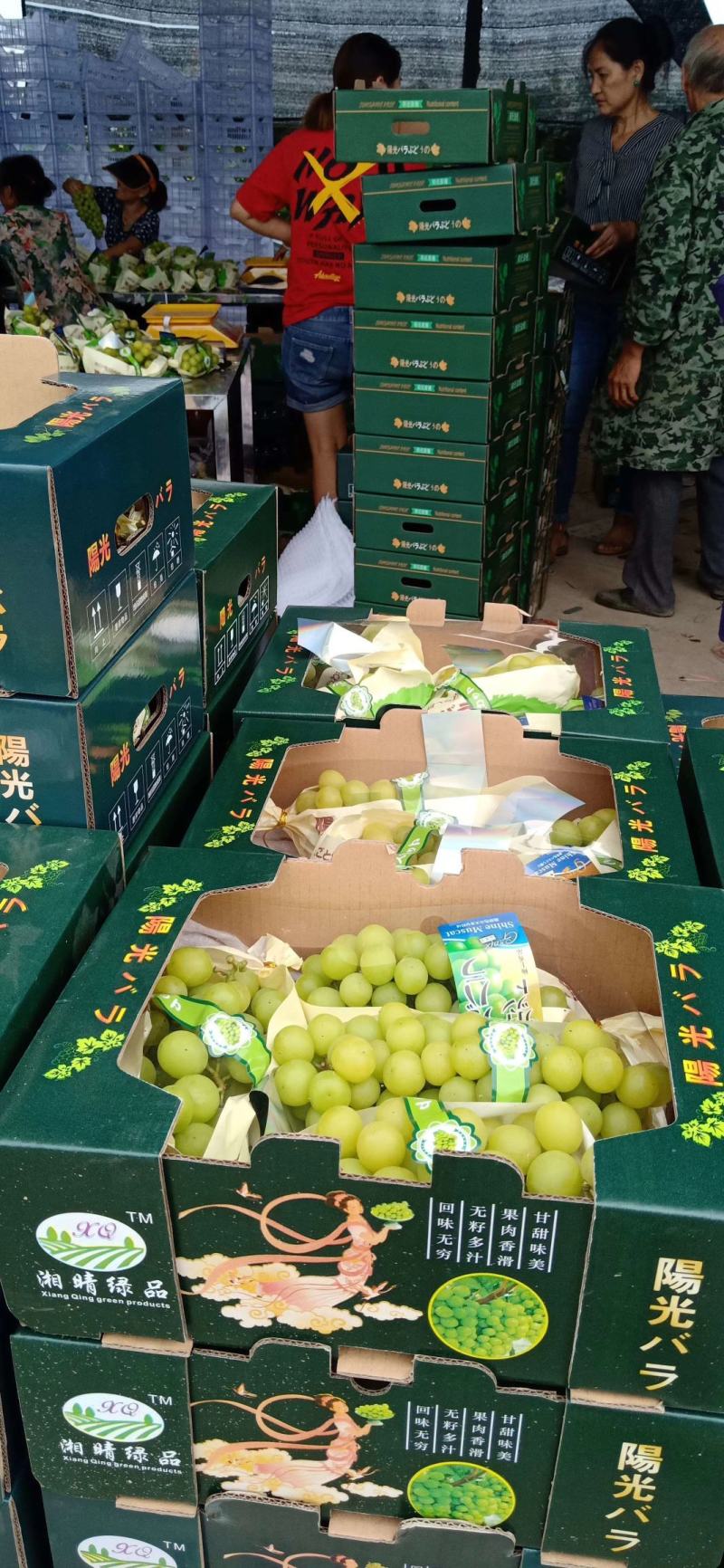 【实力供货】阳光玫瑰葡萄晴王百万亩阳光玫瑰