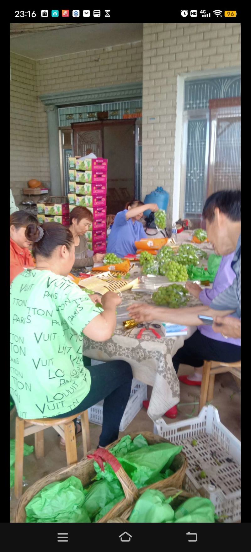 【实力供货】阳光玫瑰葡萄晴王百万亩阳光玫瑰