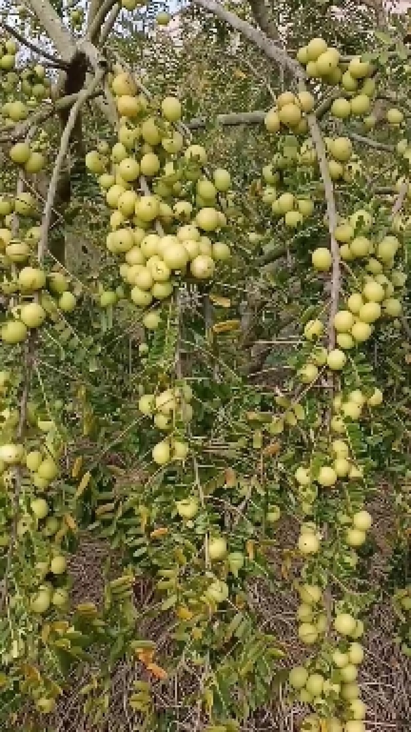 原产地，大量矮种白面牛甘果正在上市中欢迎采购价格1.6