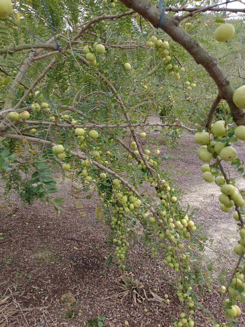 原产地，大量矮种白面牛甘果正在上市中欢迎采购价格1.6