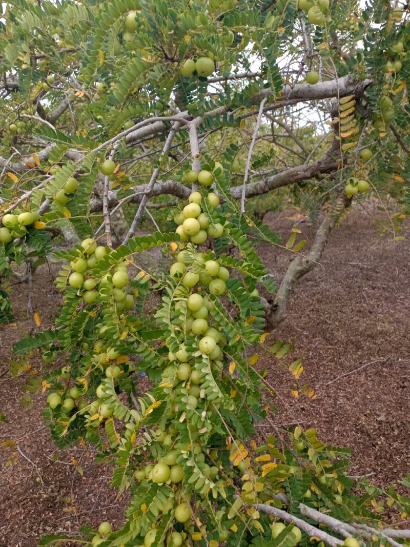 原产地，大量矮种白面牛甘果正在上市中欢迎采购价格1.6