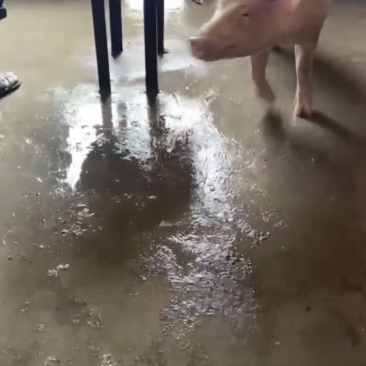原种新美系大白种公猪种母猪原种，一代，二代