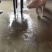原种新美系大白种公猪种母猪原种，一代，二代