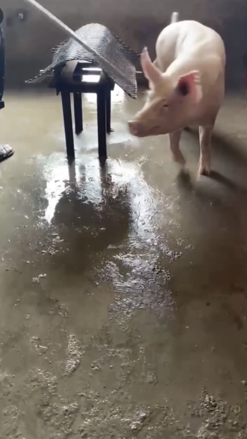原种新美系大白种公猪种母猪原种，一代，二代