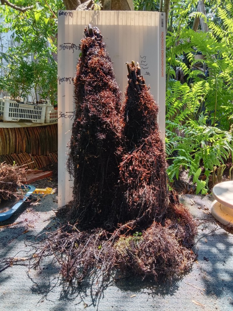基地直销蕨类植物老桩熟桩异形蕨多头连体蕨批发零售