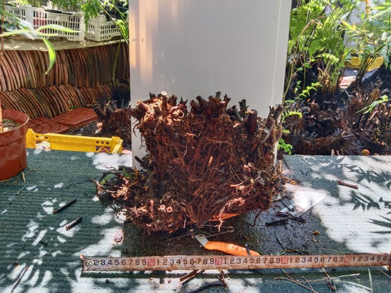 基地直销蕨类植物老桩熟桩异形蕨多头连体蕨批发零售