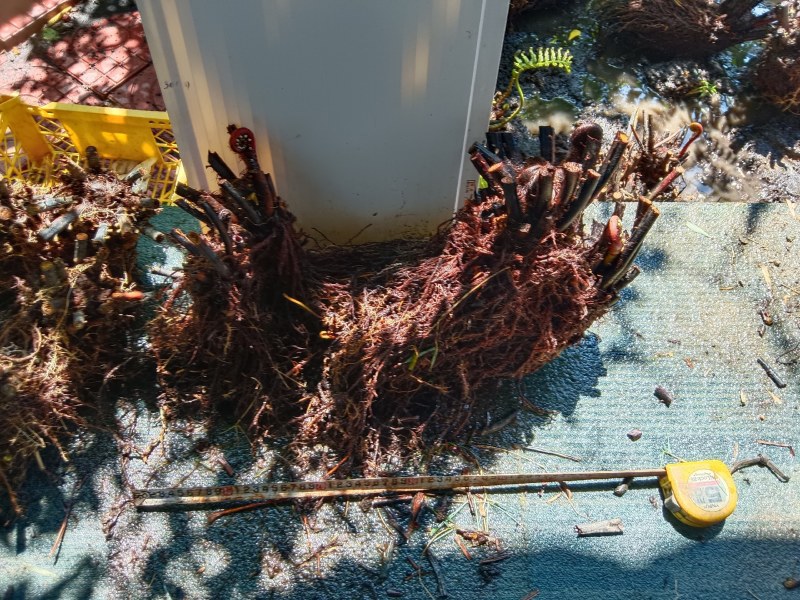 基地直销蕨类植物老桩熟桩异形蕨多头连体蕨批发零售