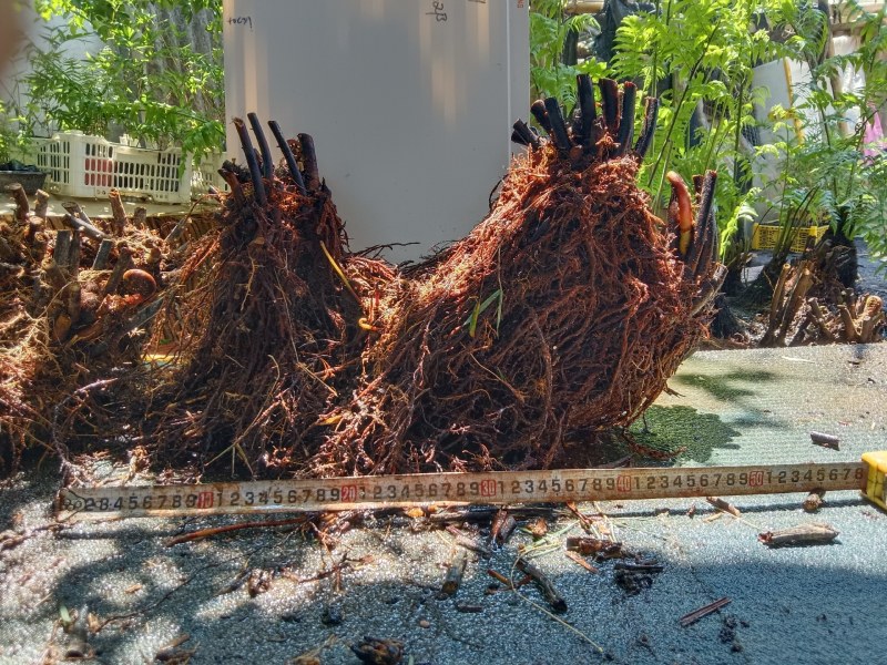 基地直销蕨类植物老桩熟桩异形蕨多头连体蕨批发零售