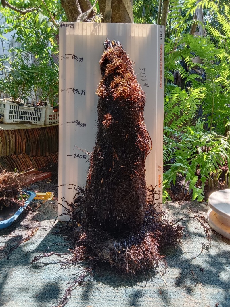 基地直销蕨类植物老桩熟桩异形蕨多头连体蕨批发零售