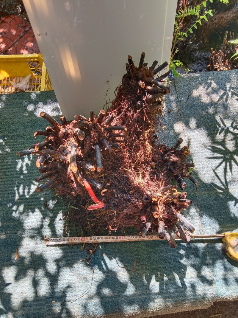 基地直销蕨类植物老桩熟桩异形蕨多头连体蕨批发零售