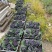 四川巨蜂葡萄、夏黑葡萄现货对接电商市场