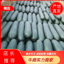 供应海南黑皮冬瓜，产地直发，发种回收，一手货源，质量对版