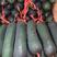 供应海南黑皮冬瓜，产地直发，发种回收，一手货源，质量对版