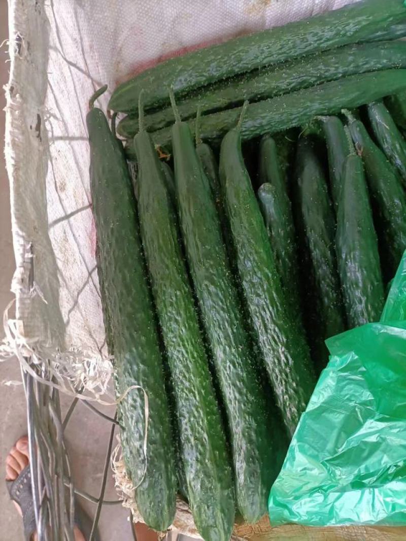 【精品黄瓜】基地直销产地批发一手货源品质保证质优