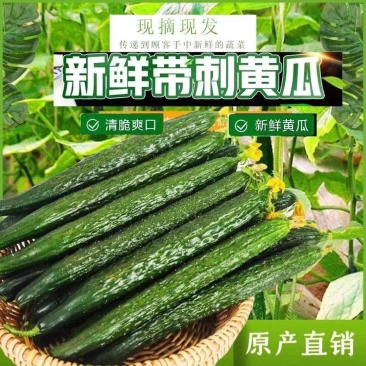 【精品黄瓜】基地直销产地批发一手货源品质保证质优