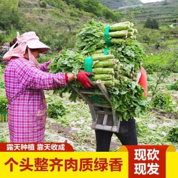 精品莴笋青杆莴笋大量供应原产地批发货源充足品质保证