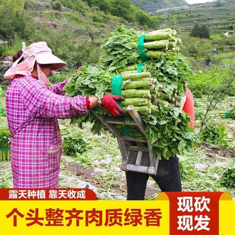 精品莴笋青杆莴笋大量供应原产地批发货源充足品质保证