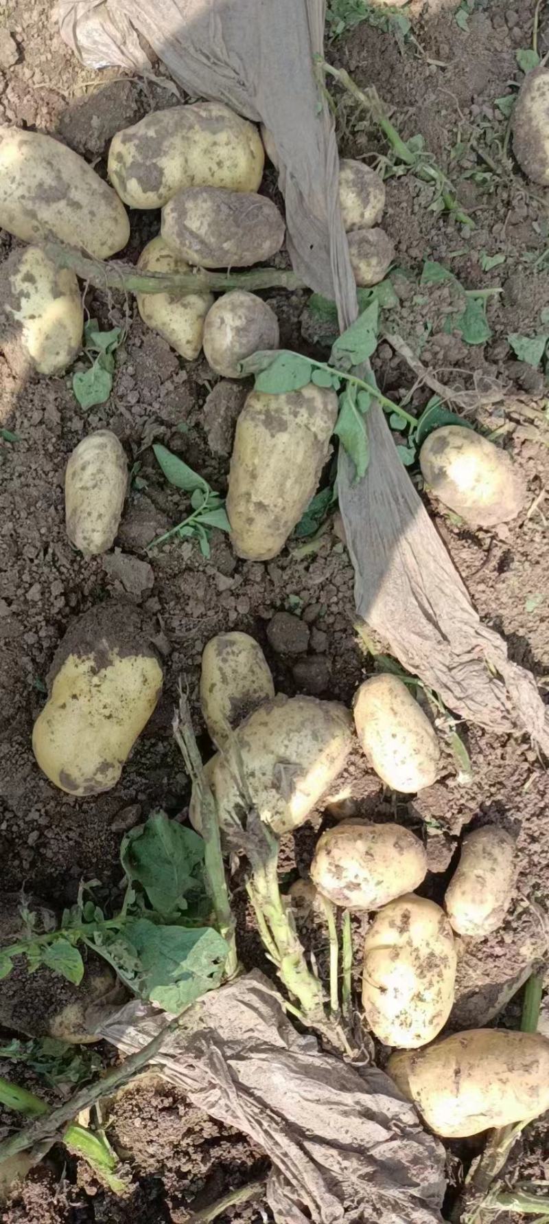 产地直发尤金土豆质量好皮毛亮有需要的老板请联系