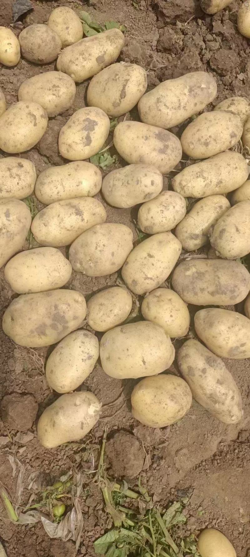 产地直发尤金土豆质量好皮毛亮有需要的老板请联系