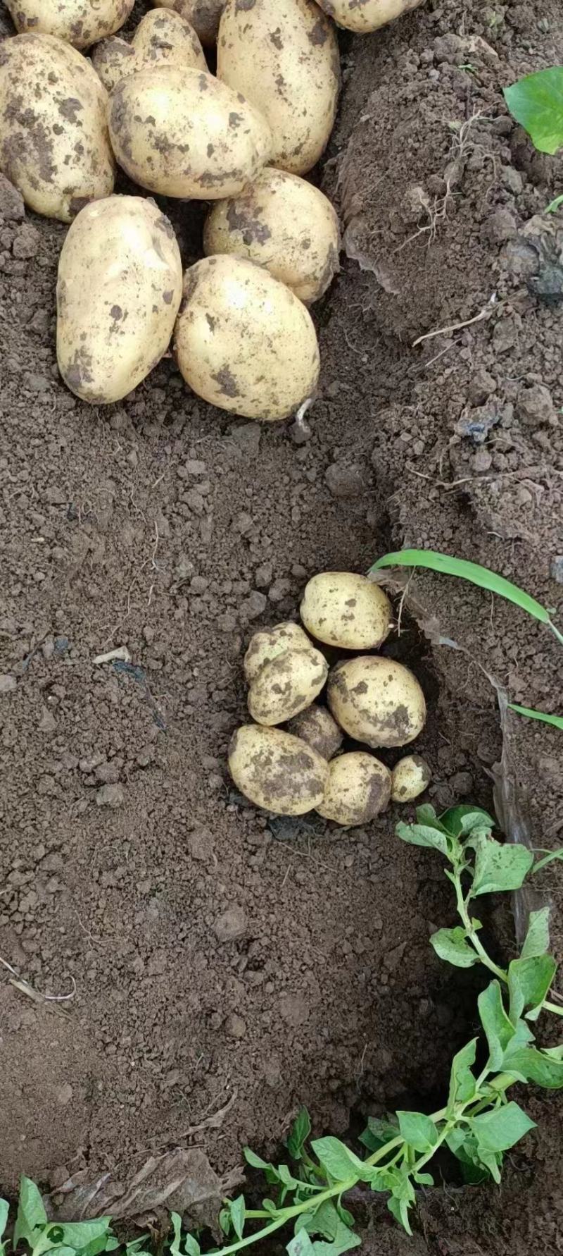 产地直发尤金土豆质量好皮毛亮有需要的老板请联系