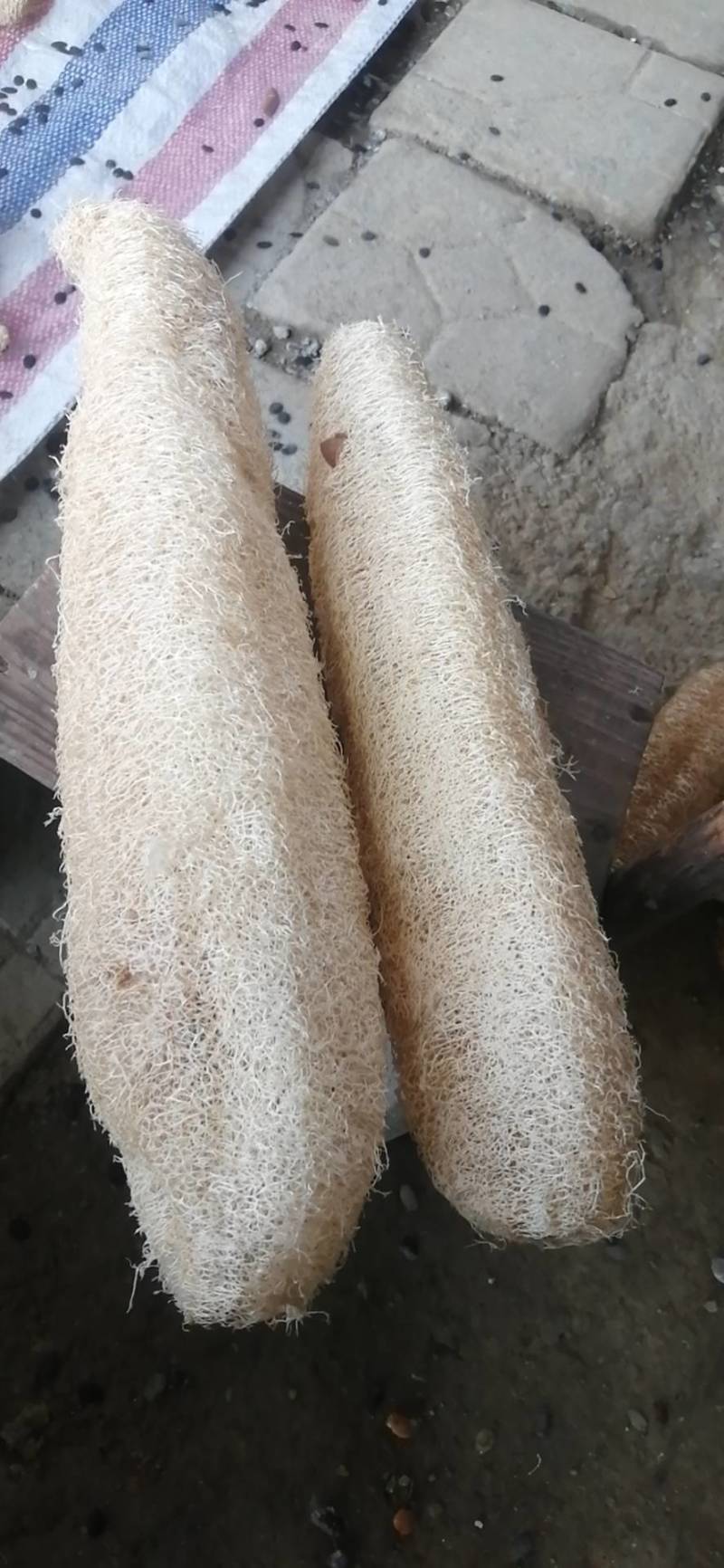 农家种植丝瓜络纯乳白色金黄色
