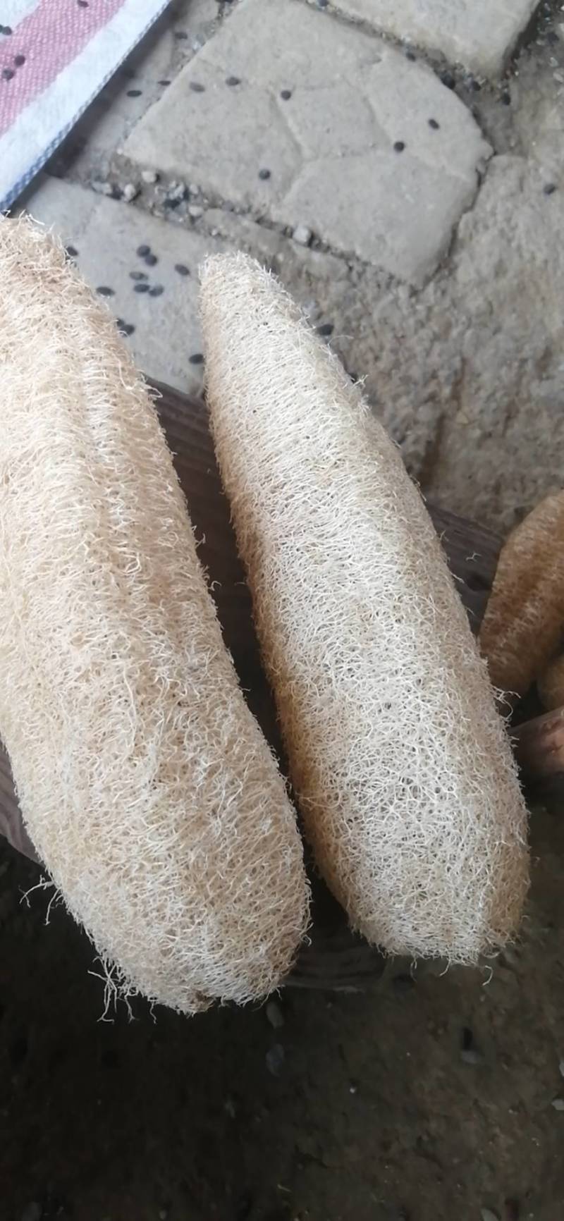 农家种植丝瓜络纯乳白色金黄色