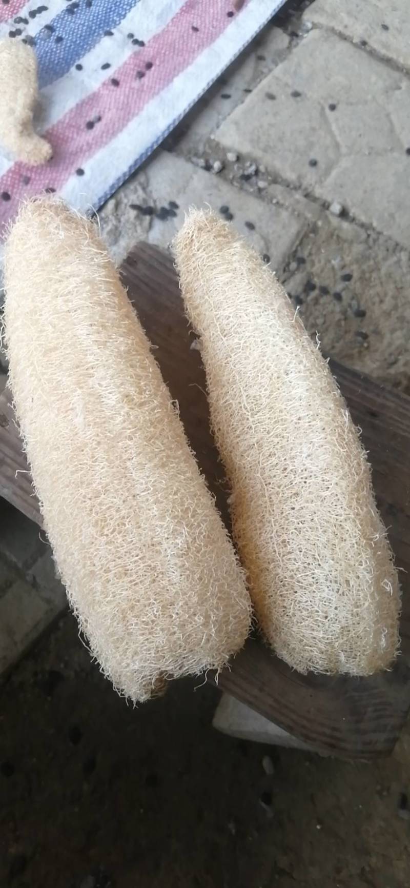 农家种植丝瓜络纯乳白色金黄色