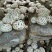 大花菇：干品：产地实价，