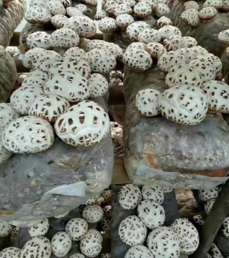大花菇：干品：产地实价，