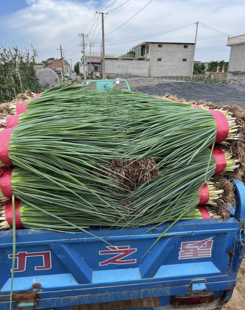 热销邯郸精品香葱钢葱大量有货产地直供全国代发