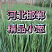 热销邯郸精品香葱钢葱大量有货产地直供全国代发