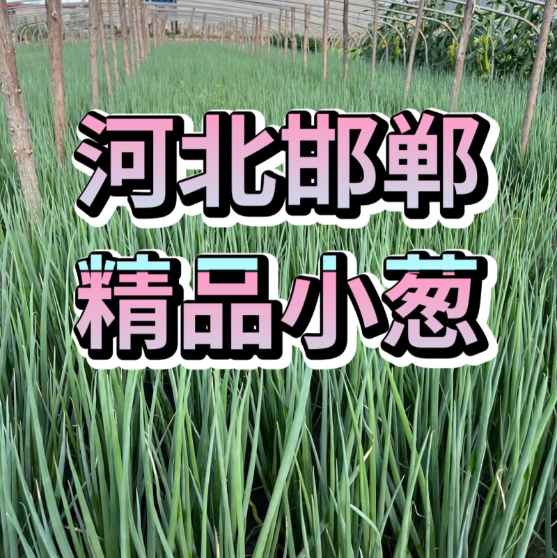 热销邯郸精品香葱钢葱大量有货产地直供全国代发