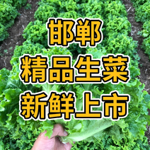 🔥邯郸精品生菜生菜大量有货，支持视频，产地直发！