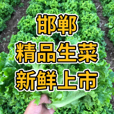 🔥邯郸精品生菜生菜大量有货，支持视频看货，产地直发！