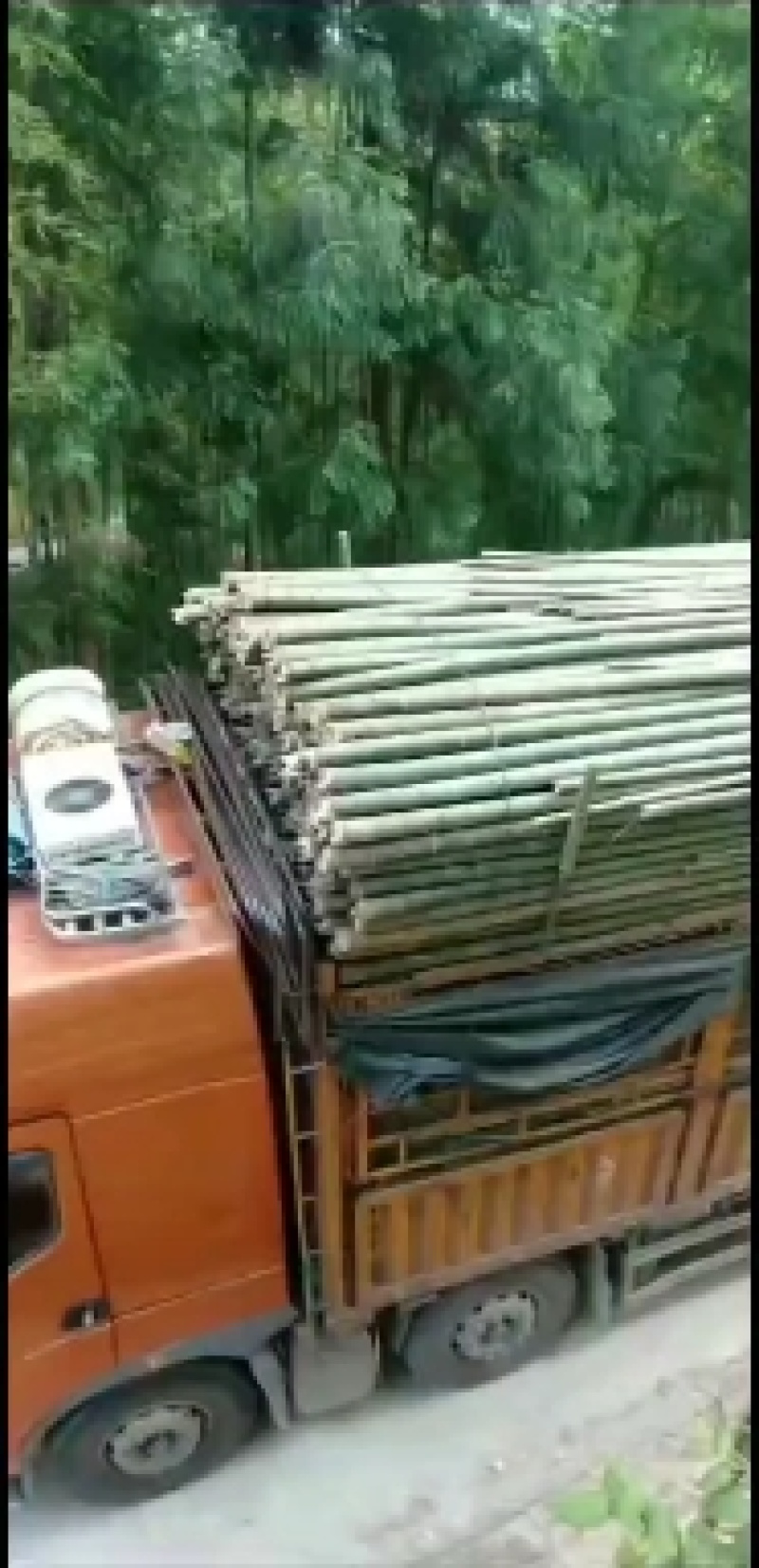 各种规格竹子大量出售