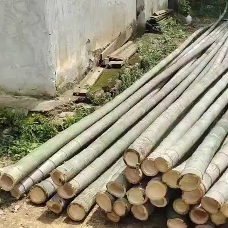 各种规格竹子大量出售