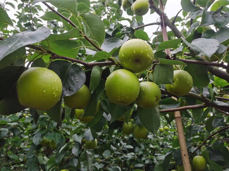皇冠梨