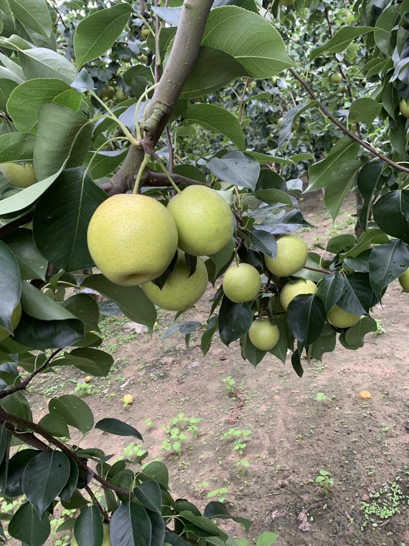皇冠梨