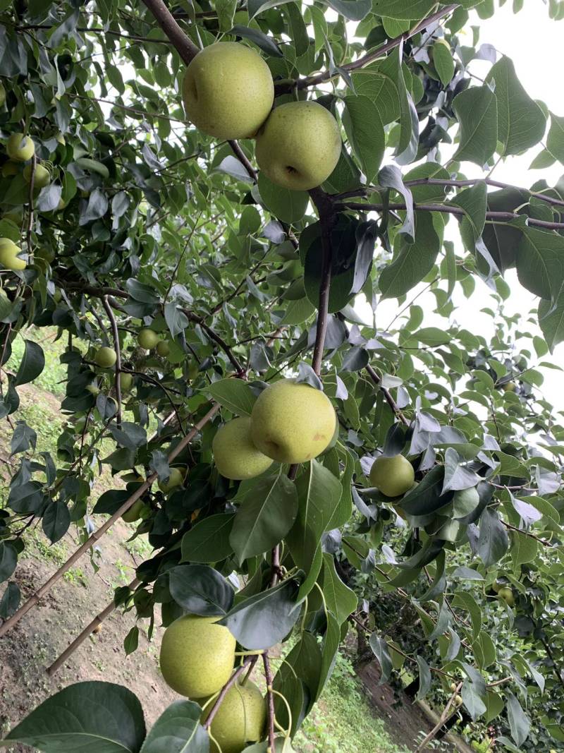 皇冠梨
