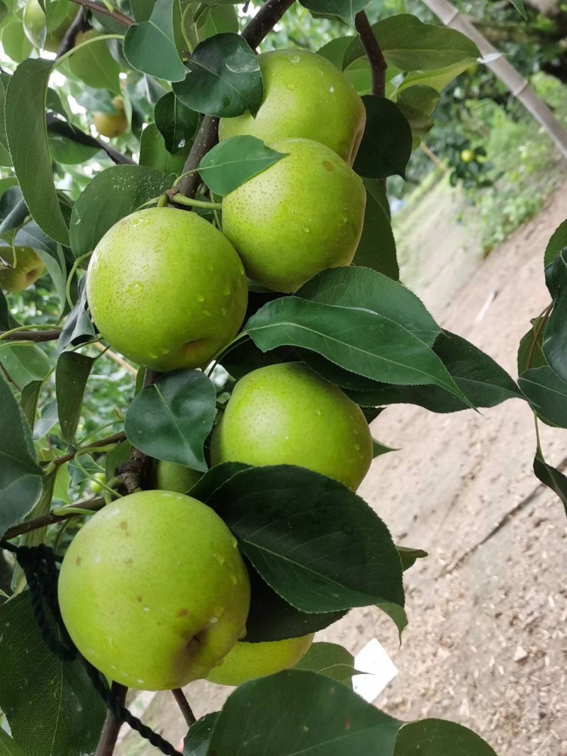 皇冠梨