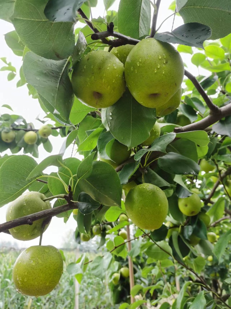 皇冠梨