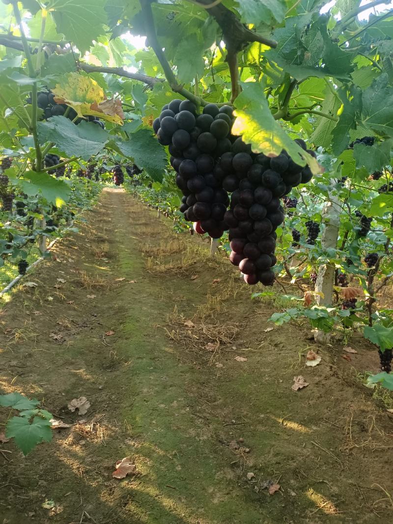 辽南陆地巨峰葡萄