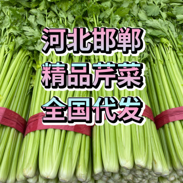 【邯郸热销】精品芹菜新鲜上市全国代发需要的老板联系