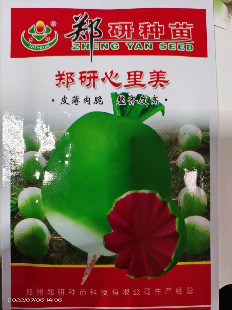 郑研红心萝卜种子口感好品质佳产量高