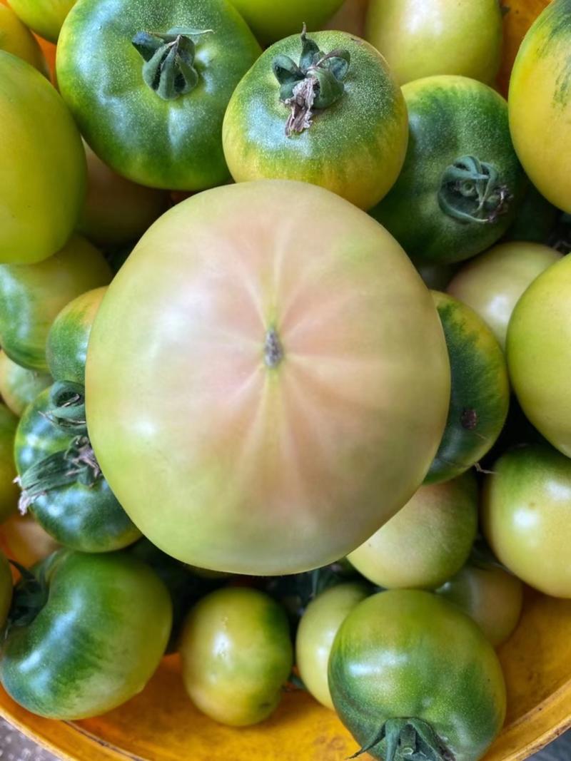 大果口感番茄，青肩浓绿，黄金线明显。