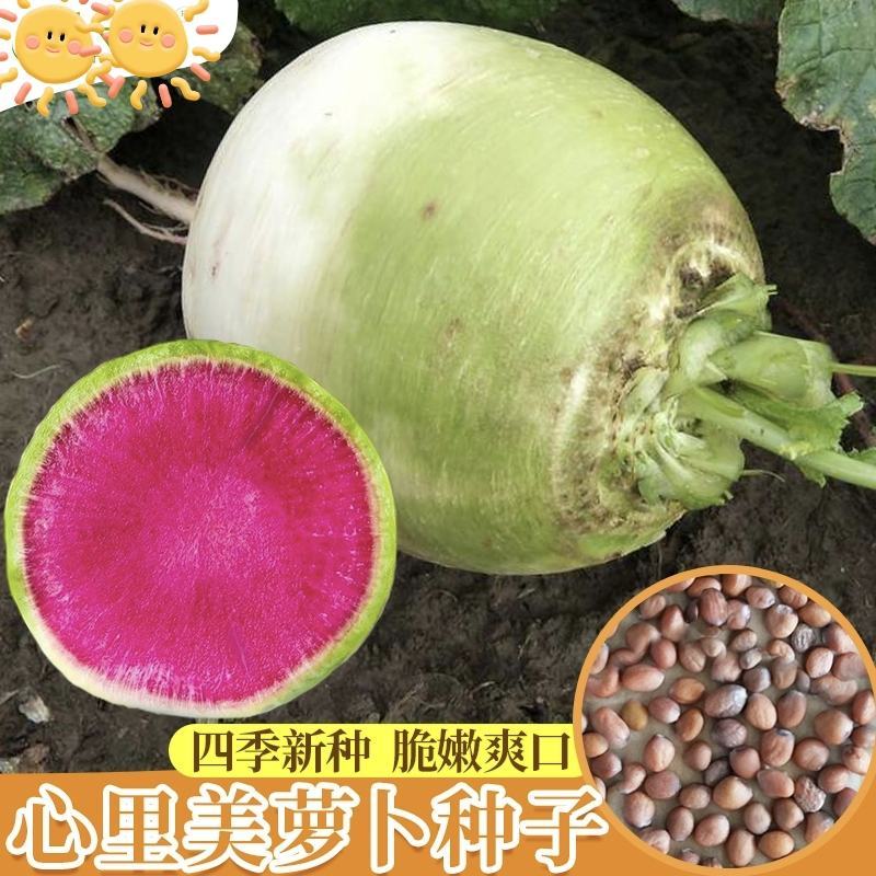 郑研红心萝卜种子口感好品质佳产量高