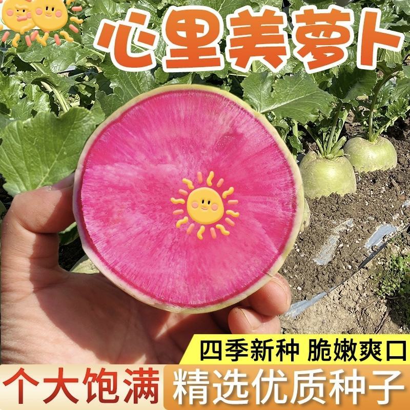 郑研红心萝卜种子口感好品质佳产量高