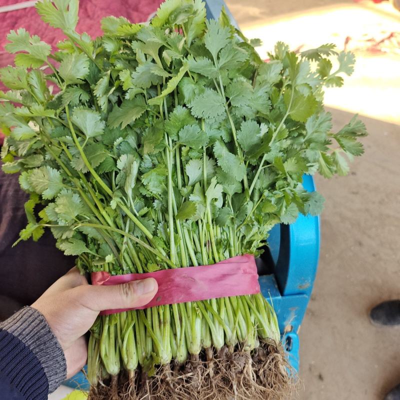 【优选商家】精品香菜产地货源产地直发量大从优可视频看货